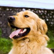 cenlm的个人资料头像