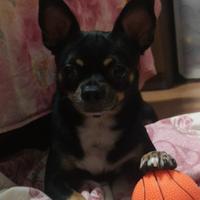 暮色秋烟重头像