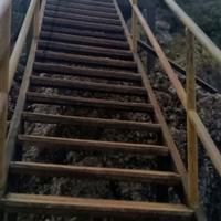 老实的狐狸T5头像