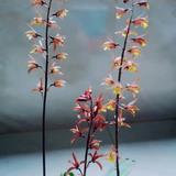 魔法山雀Rzy头像