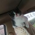 找找蓝猫头像