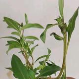 鲜果直送头像