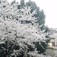 冬冬冰雪头像