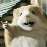 一只有梦想的仓鼠头像