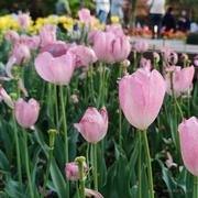 哈嗯的个人资料头像