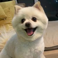 西瓜汁sj头像
