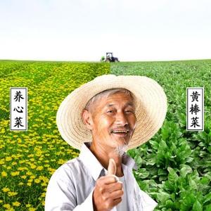 黄棒菜养心菜头像