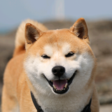 AbsoluteRai头像