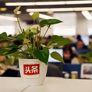 世界玩头条头像