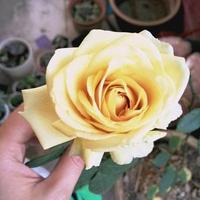 闻香识女人605头像