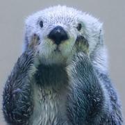 大琦的个人资料头像