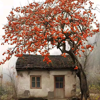 健健康康平平安安事事顺心头像