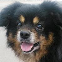 疙瘩榆木225头像