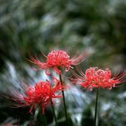 波罗揭谛的个人资料头像