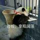 大同高圆圆的老公鑫小鑫头像