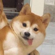 张鱼丸的个人资料头像