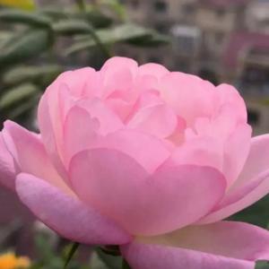 粤西金姐头像