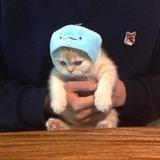 Porrid头像