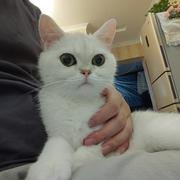 西伯利亚先知的个人资料头像