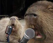 Narwhal的个人资料头像