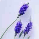 windmill的个人资料头像