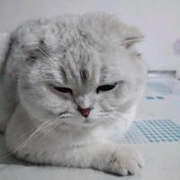 猪头头像