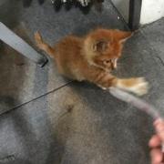 世界无敌猫猫南的个人资料头像