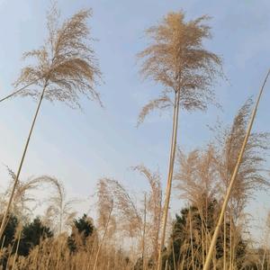 我爱这世间的草木头像