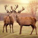 吕泽坤的个人资料头像