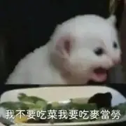 一朵猫蘑菇的个人资料头像