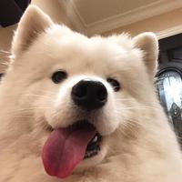 手波思域爱好者头像
