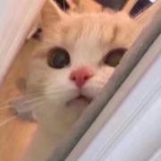 小烧饼862的个人资料头像