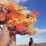 城南花已开(ಥ_ಥ)头像