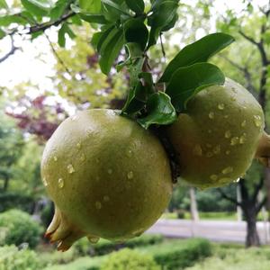风扬头像