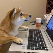 拜佛求喵的个人资料头像