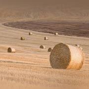 星若生辉的个人资料头像