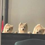芋桑头像