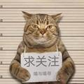 猫狗动物界头像