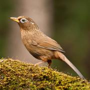 軒眼的个人资料头像