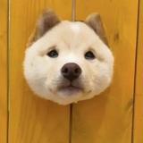 一转身一转生头像