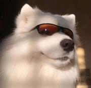 在家摸鱼的个人资料头像