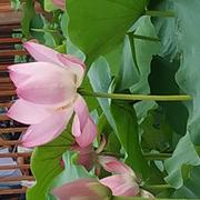 阡陌小路的个人资料头像