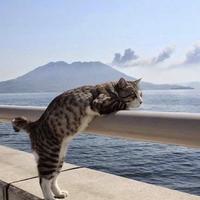 花带桔桔桔头像