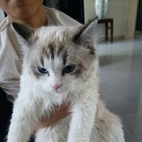 家有布偶吗头像