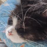 老铁cat头像