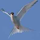 葱花同志的个人资料头像