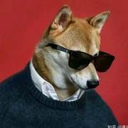 倔强的斗牛犬的个人资料头像