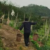 橘子橙子柚子砂糖柑头像