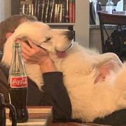 Gypsophila923的个人资料头像