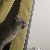 馒头是只猫A头像